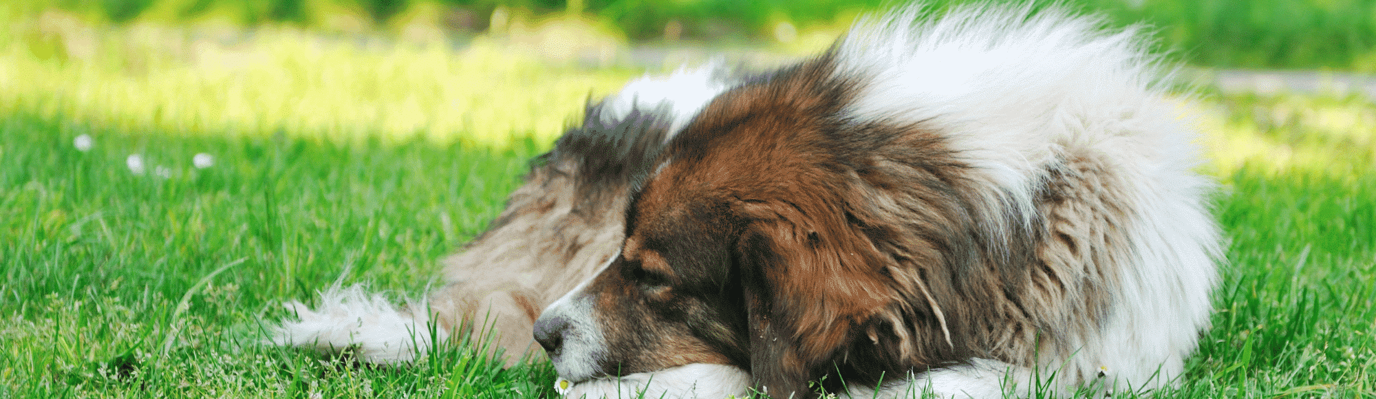 Ein Hund auf einer Wiese. Erfahre alles über Lebererkrankungen beim Hund in unserem Blogbeitrag und erhalte hilfreiche Informationen über die Erkrankungen.