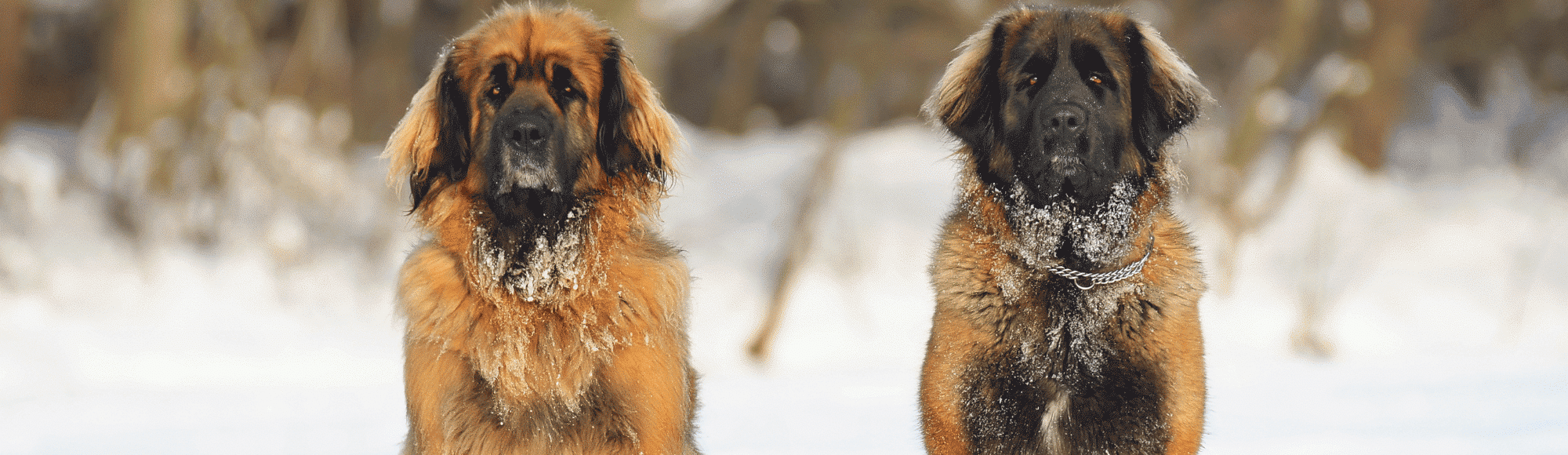 Zwei Leonberger im Schnee