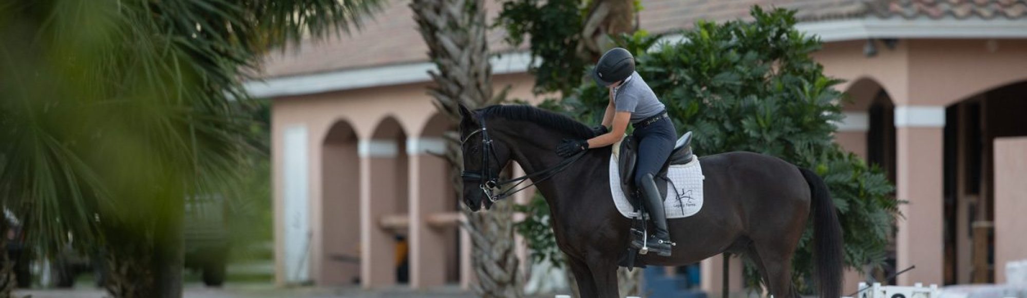 Dressage rider stroking dark bay warmblood horse with palm trees and cavaletti in the background