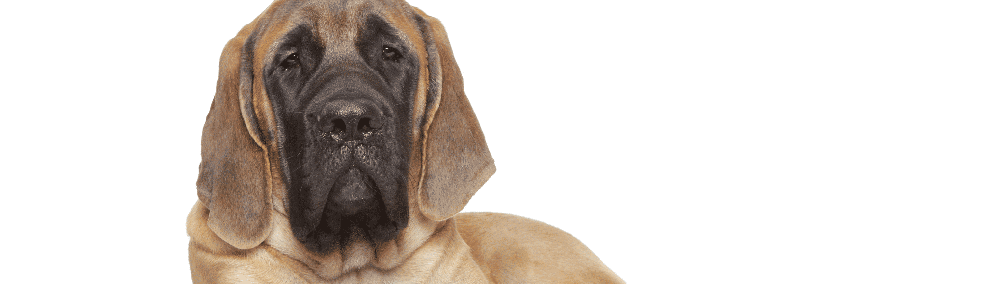 Ein Mastiff liegt vor einem weißen Hintergrund