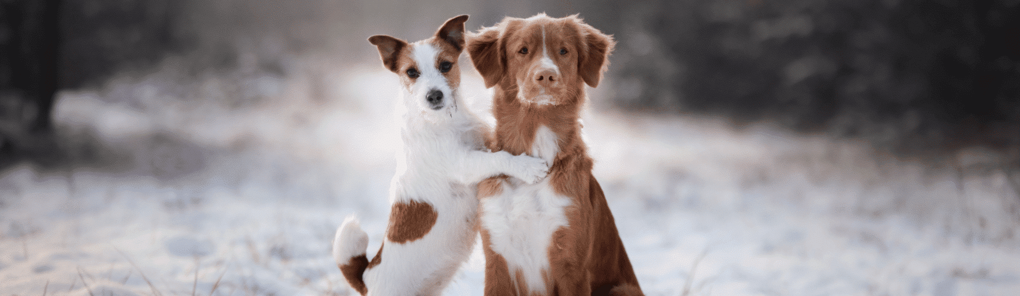 Zwei Hunde im Schnee