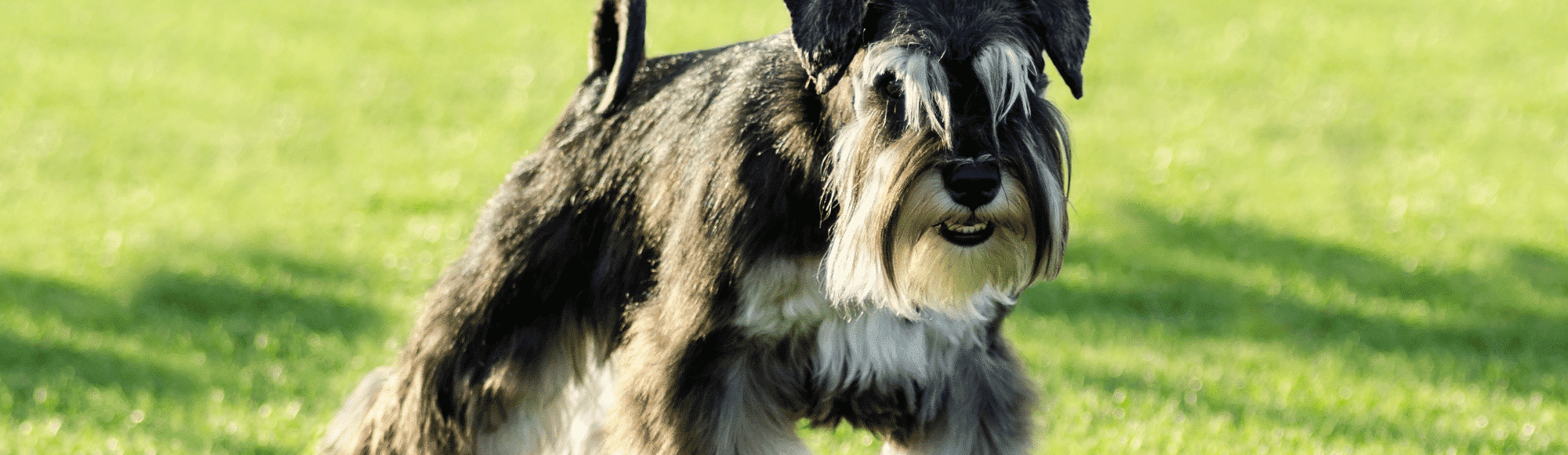 Ein Mittelschnauzer auf einer Wiese