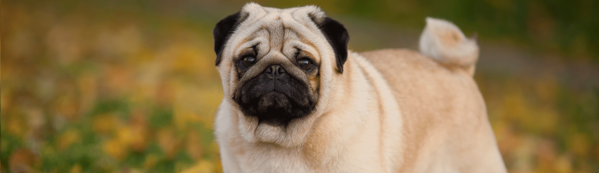 Ein heller Mops auf einer Wiese