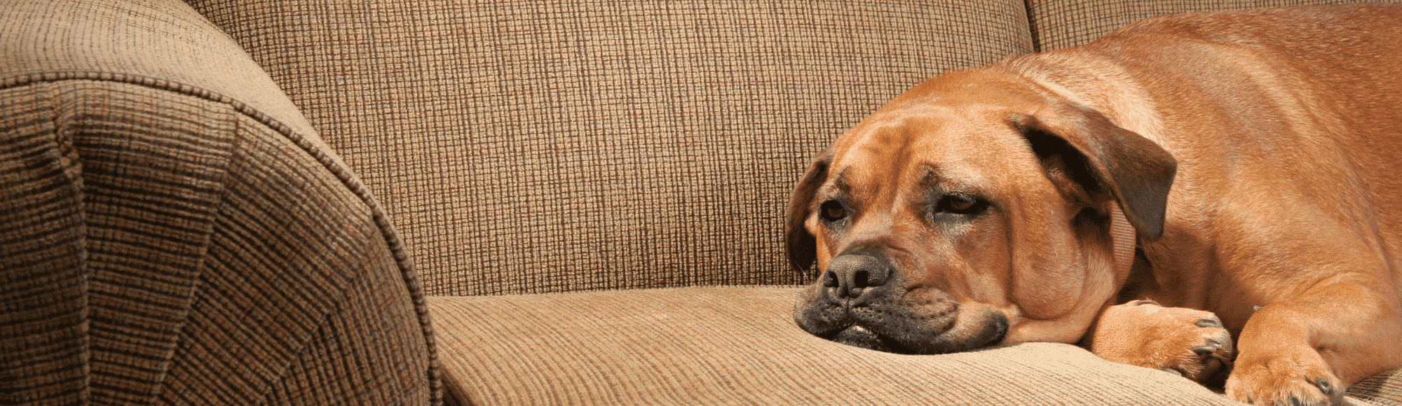 Ein brauner Hund auf dem Sofa