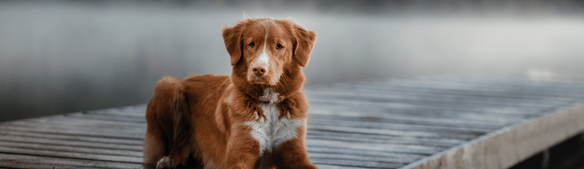 Ein Nova-Scotia-Duck-Tolling-Retriever liegt auf einem Steg