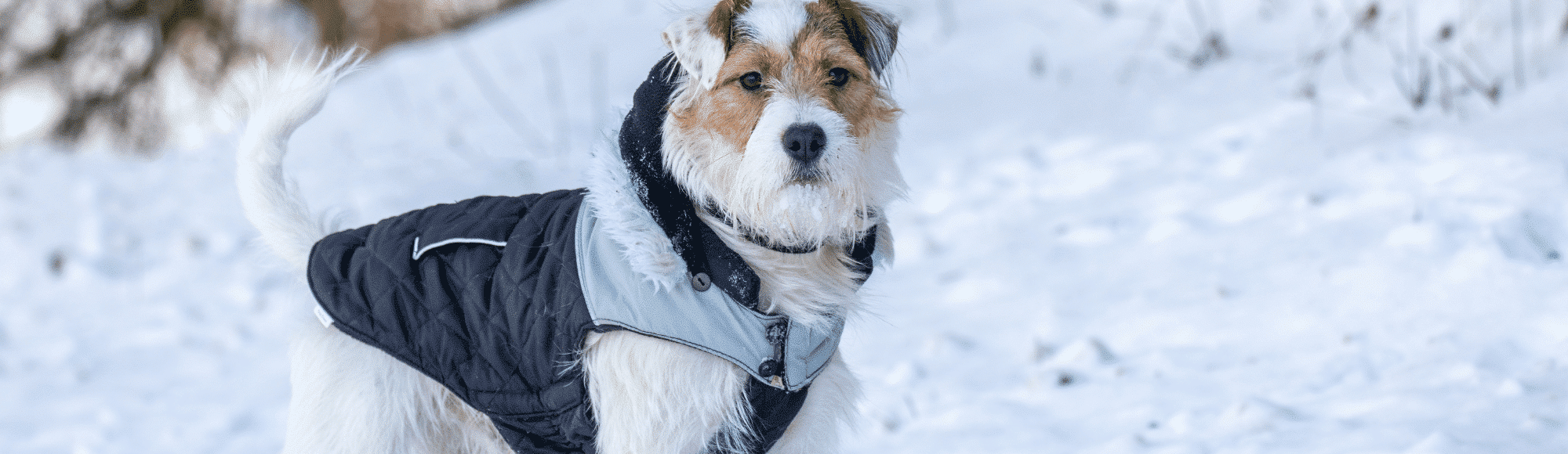 Ein Parson Russel Terrier steht im Schnee und trägt einen Mantel