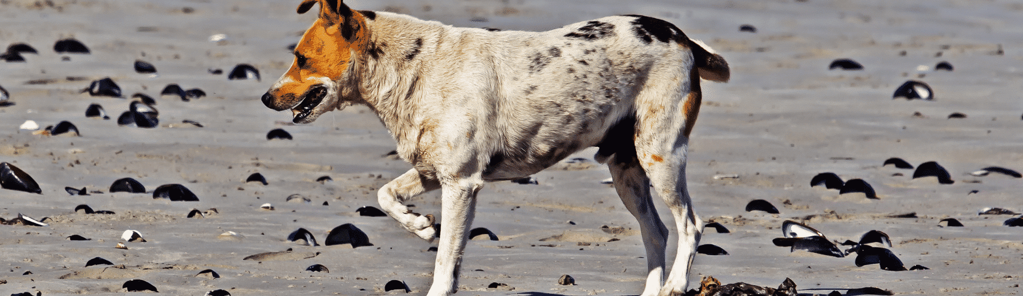 Ein kleiner Hund an einem Strand