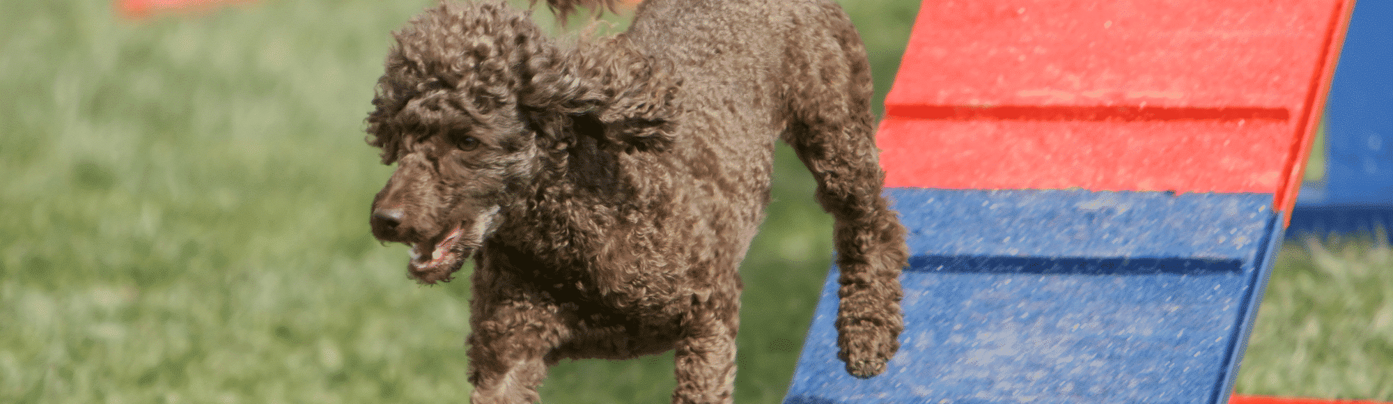 Ein brauner Pudel beim Hundesport