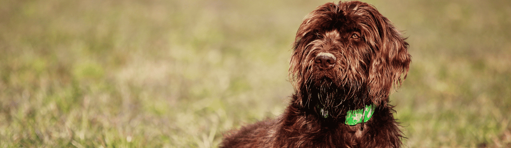 Ein Pudelpointer