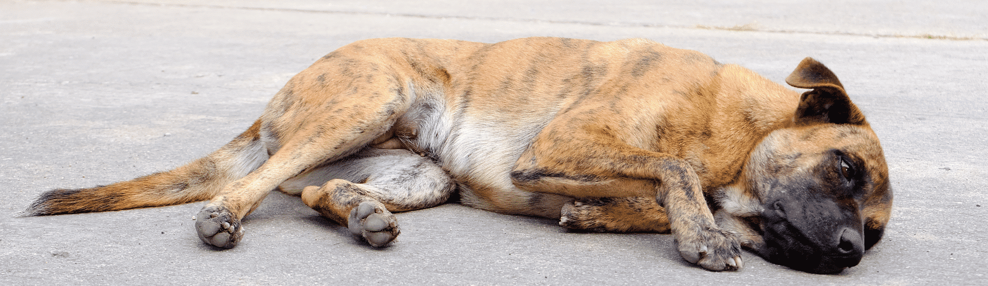 Ein Hund liegt auf der Straße