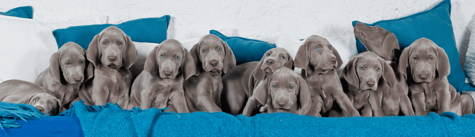 Silberne Weimaraner Welpen auf einer Decke