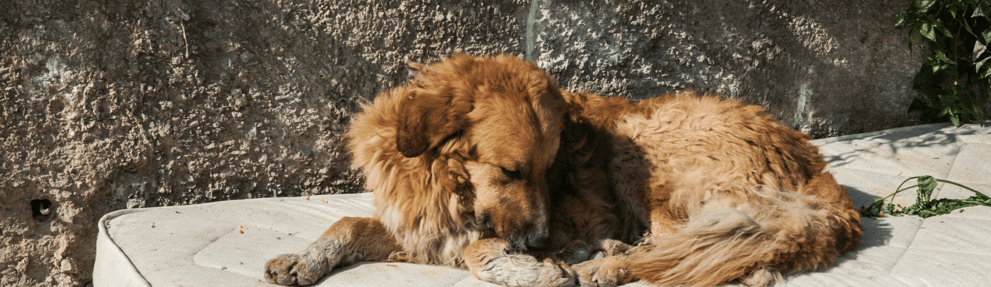 Ein Hund mit hellem Fell liegt auf einer Matratze.