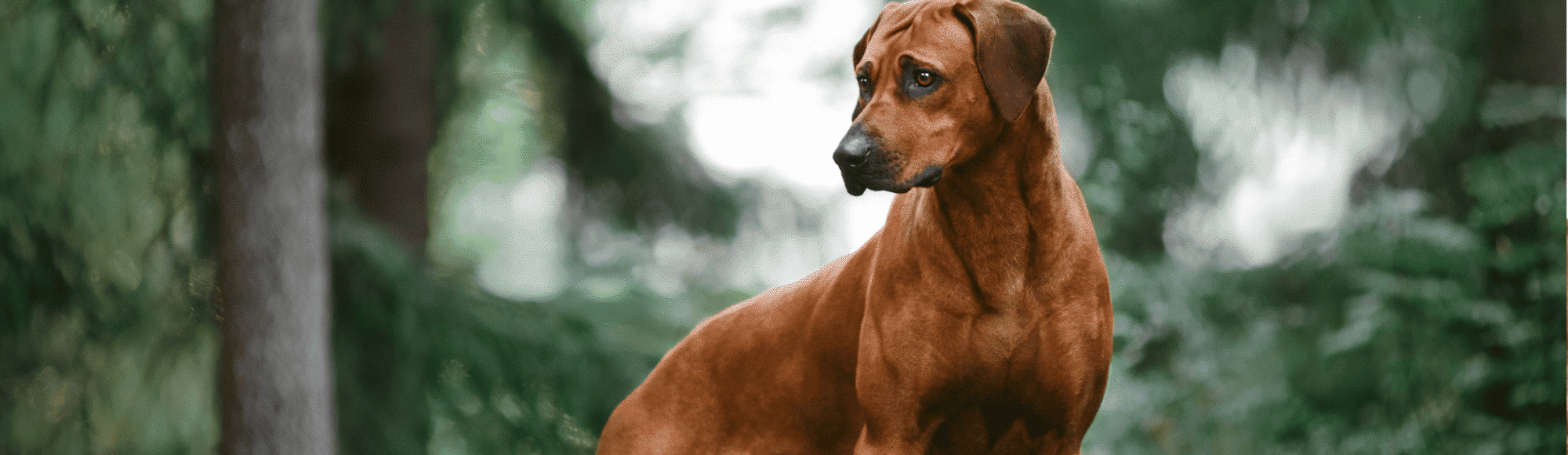 Ein Rhodesian-ridgeback steht im Wald