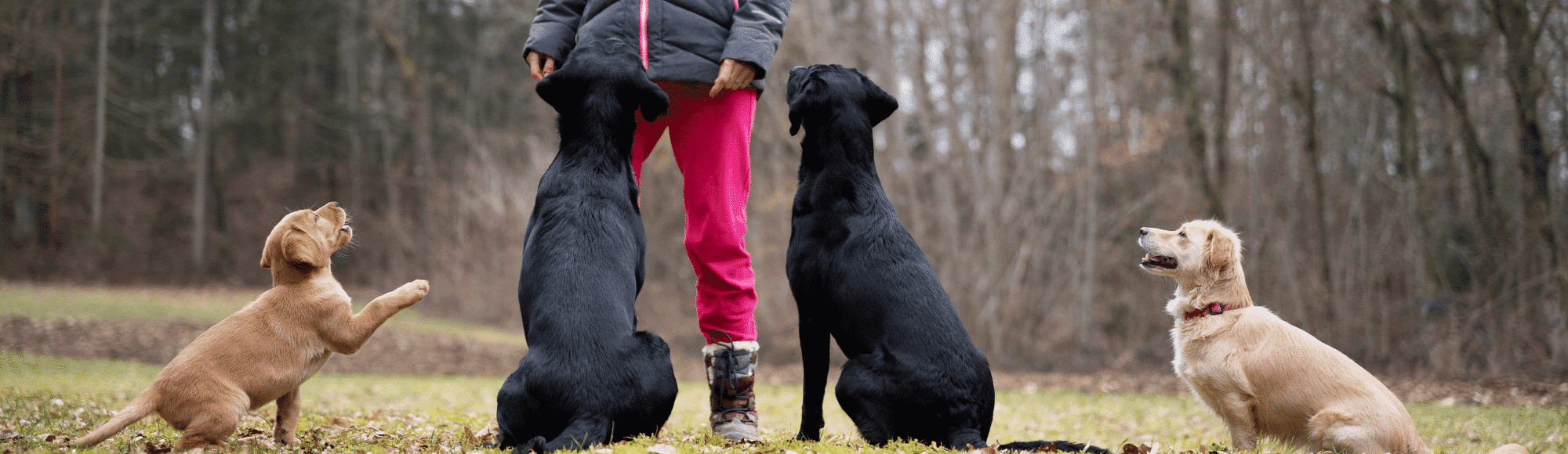 Vier Hunde auf einer Wiese