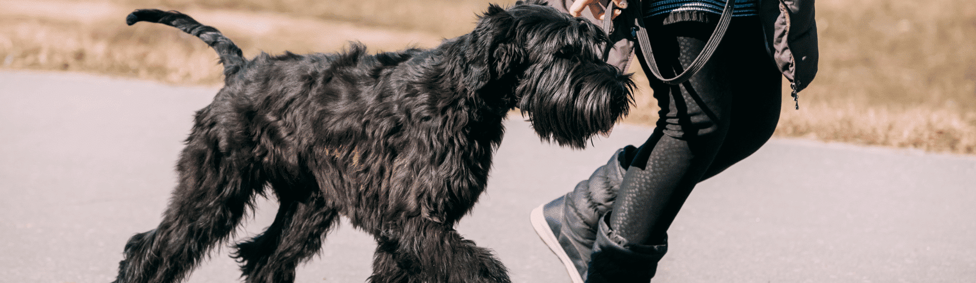 Ein Riesenschnauzer