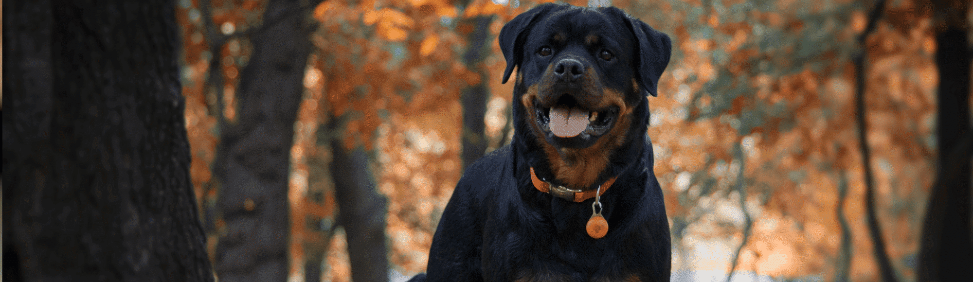 Ein Rottweiler steht auf einer Straße mit Herbstlaub