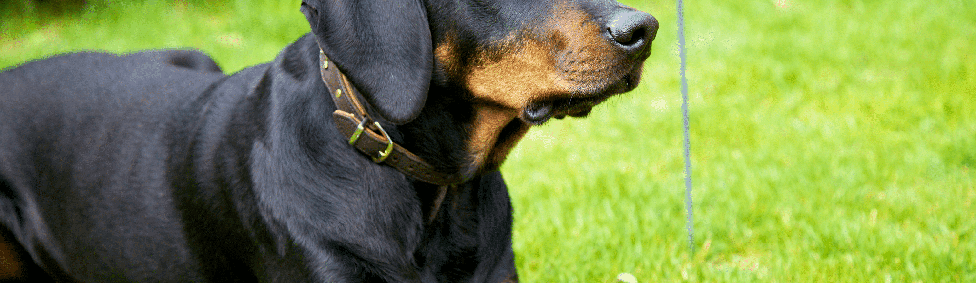 Schwarzer Hund liegt auf einer Wiese