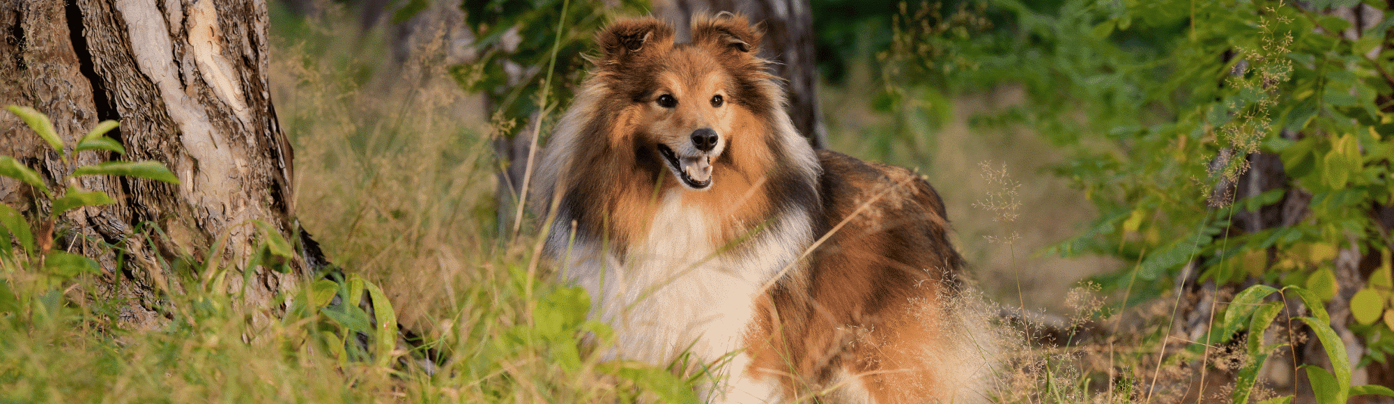 Ein Shetland Sheepdog