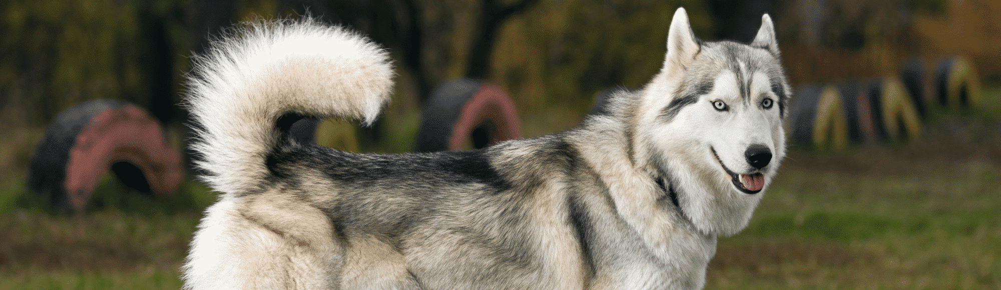 Ein Siberian Husky steht auf einer Wiese