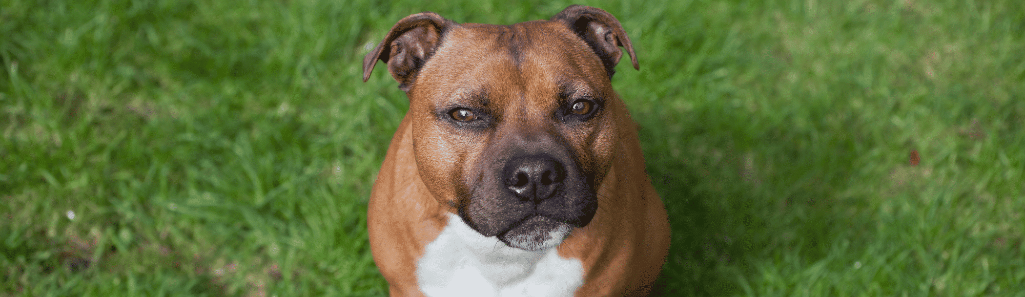 Ein Staffordshire Bullterrier