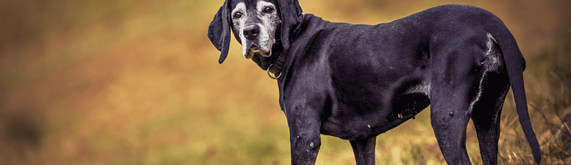 Ein Hund auf einer Wiese