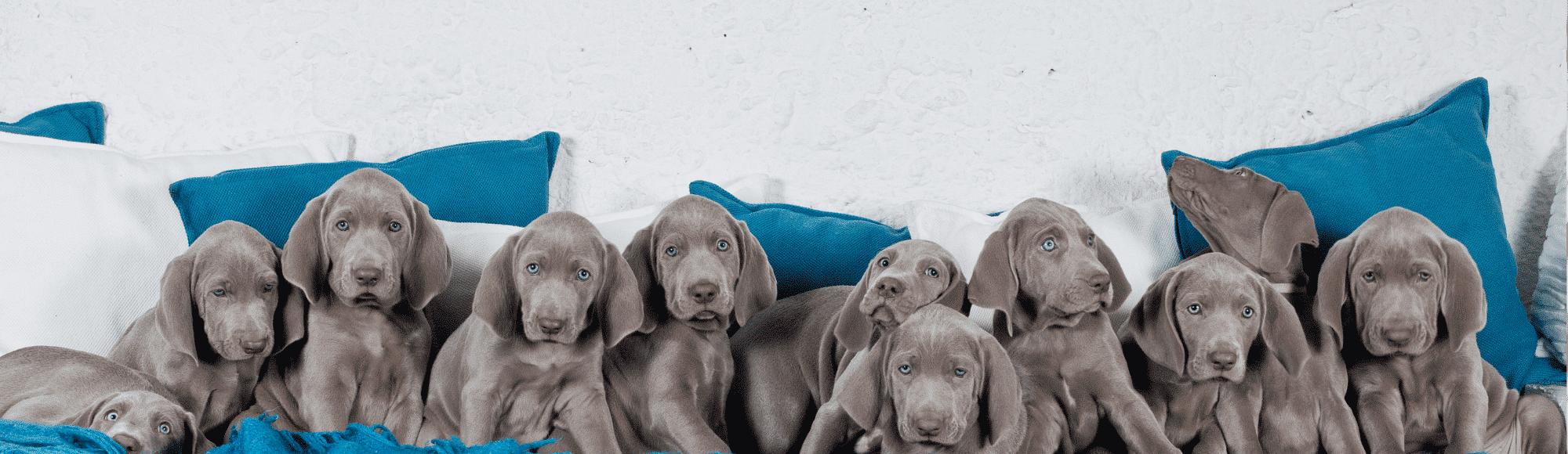 11 Weimaraner Welpen auf einem Sofa