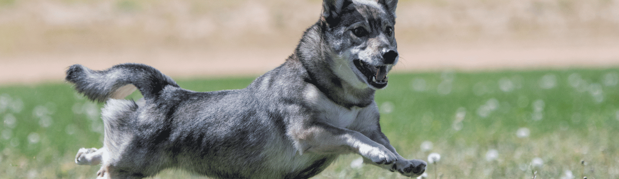 Swedish Vallhund