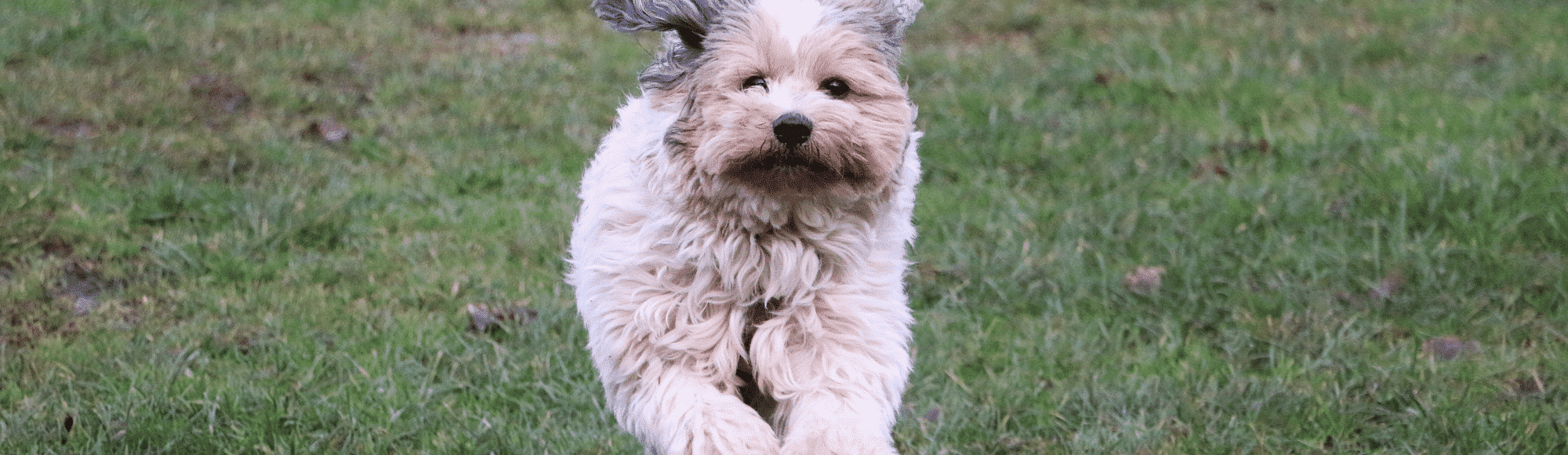 Ein Tibet Terrier auf einer Wiese