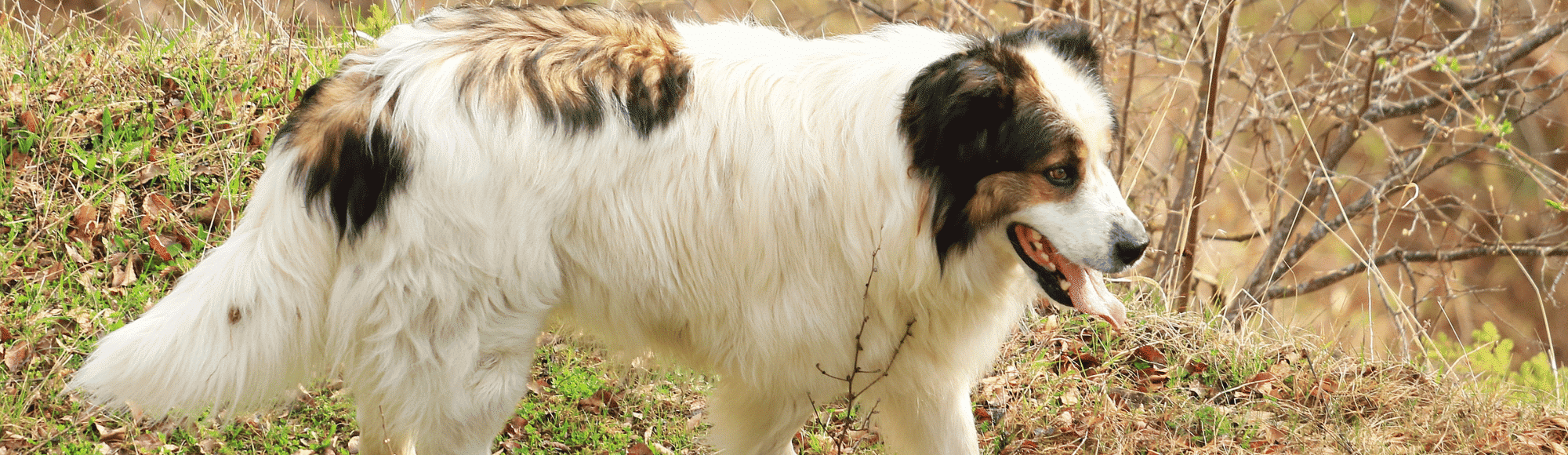 Ein Tornjak Hund