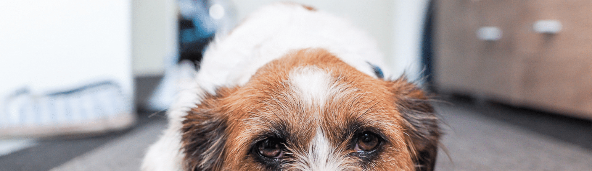 Hund liegt auf dem Boden