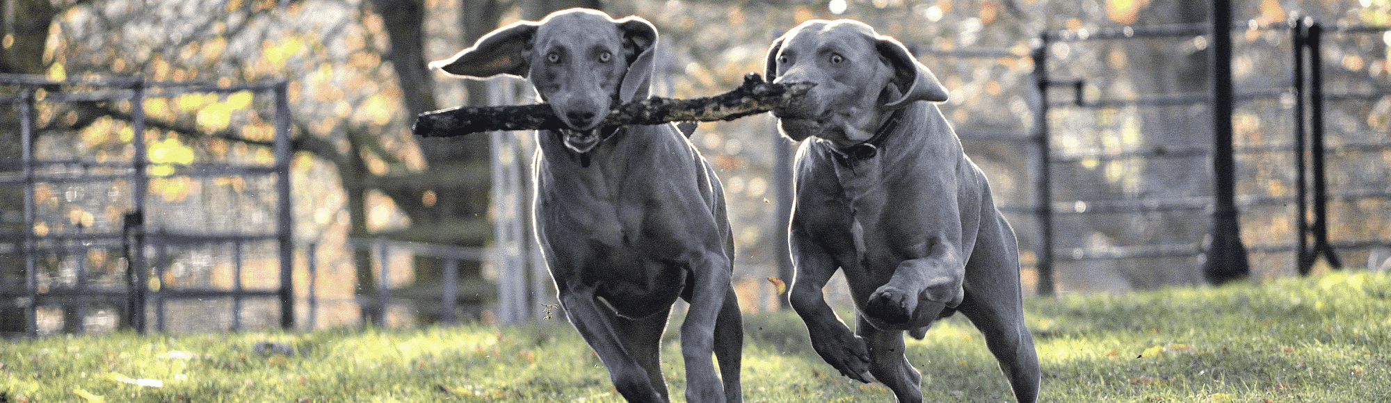 Zwei Weimaraner rennen auf einer Wiese mit einem Stock im Maul