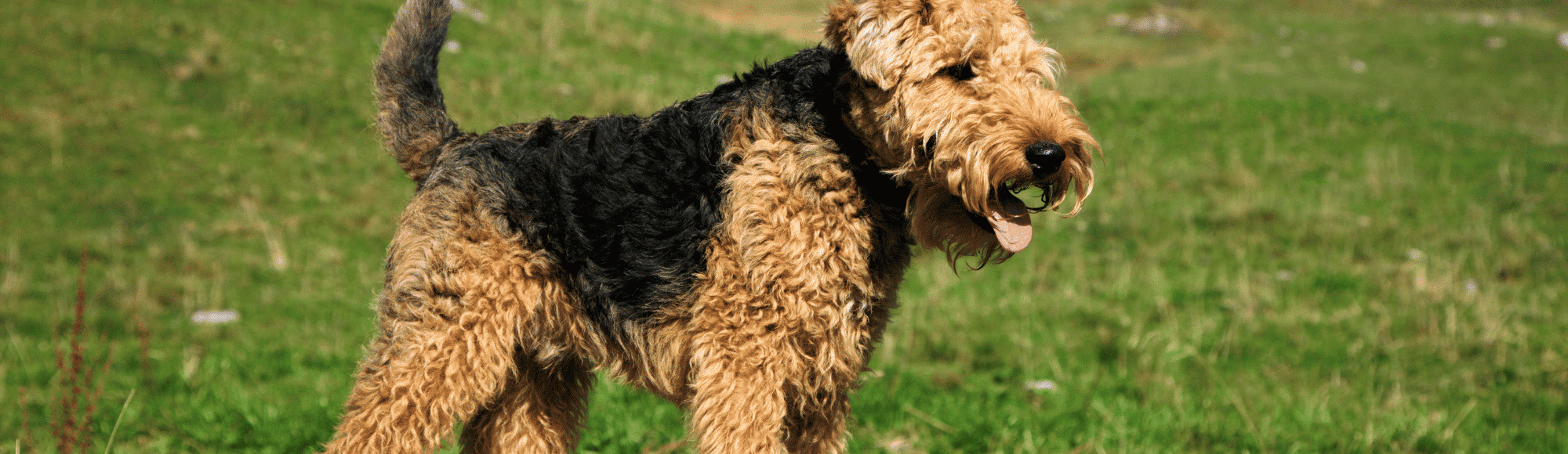 Ein Welsh Terrier