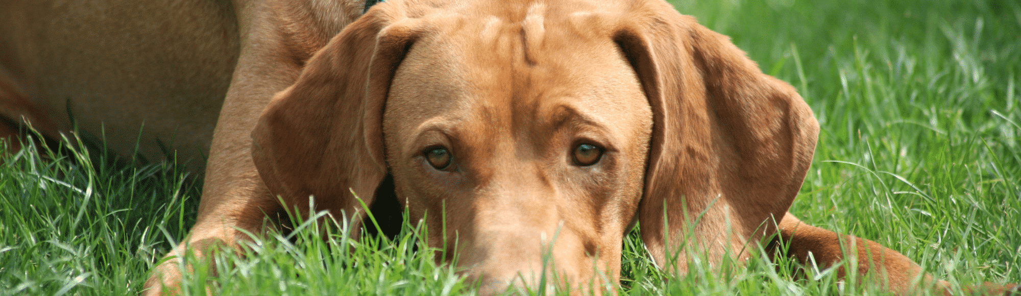 Brauner Weimaraner liegt im Gras