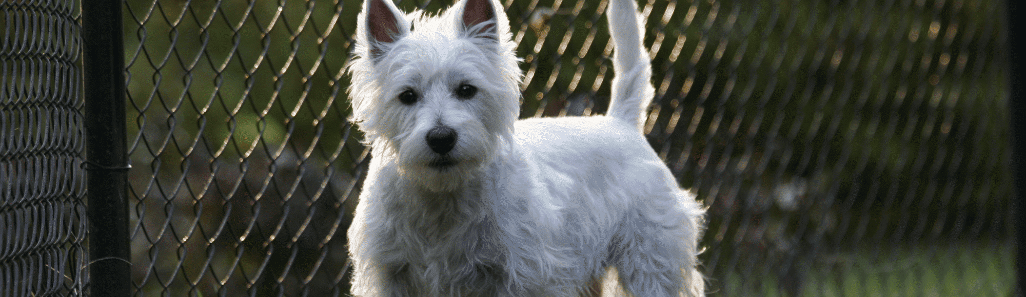 Ein West Highland White Terrier