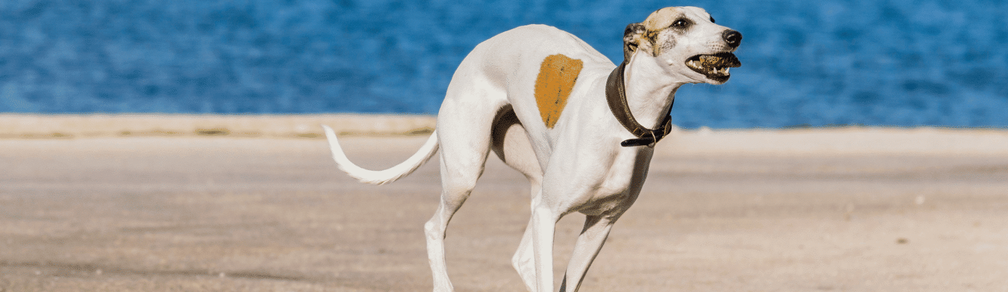 Ein Whippet am Strand