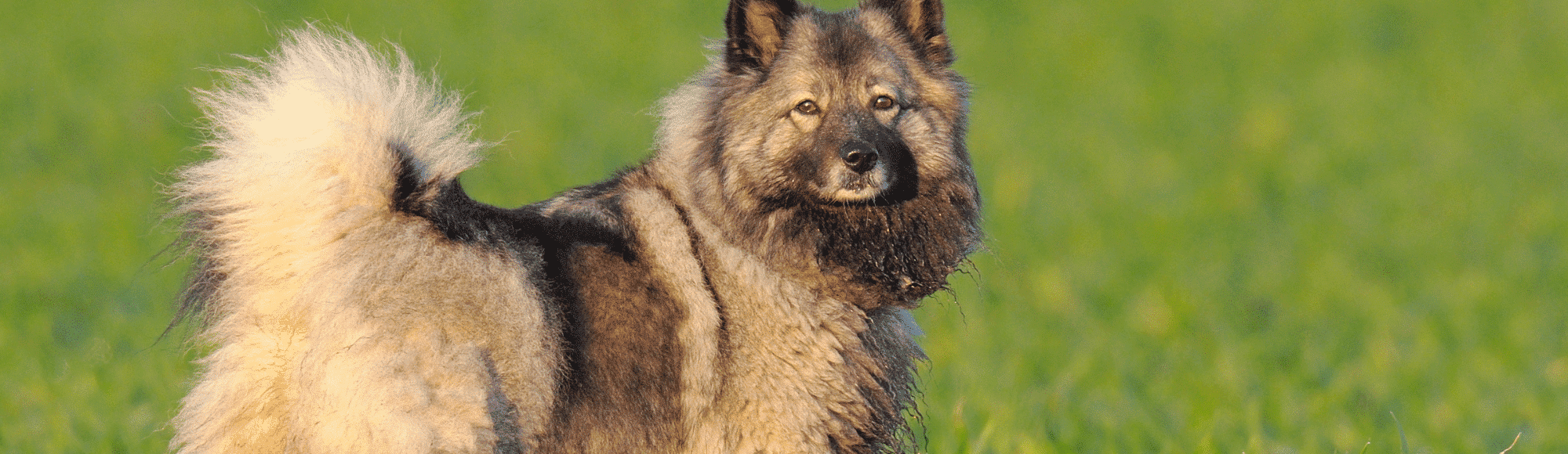 Ein Wolfsspitz im Gras