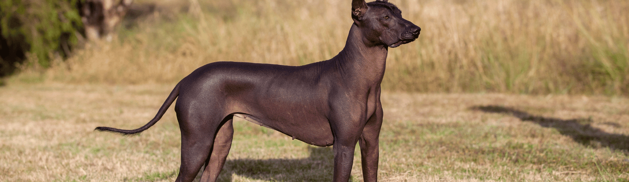 Ein Xoloitzcuintle