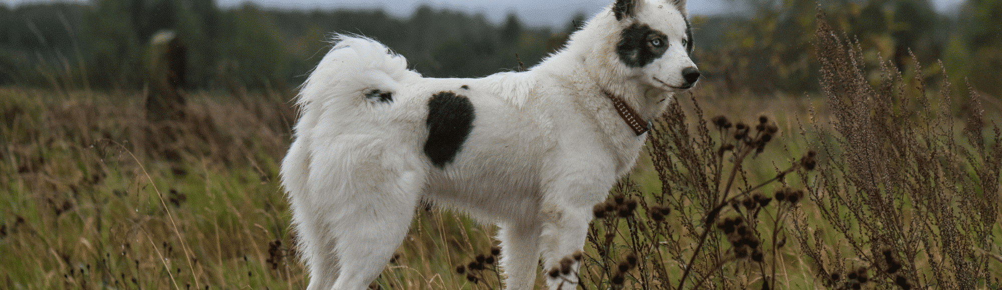 Ein Yakutian Laika