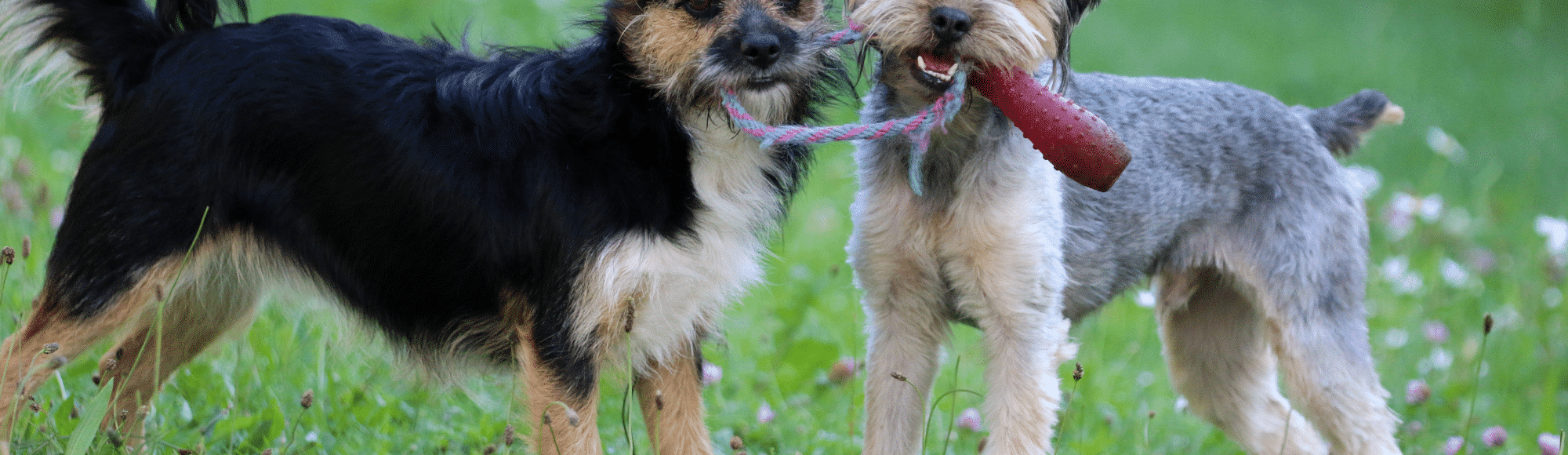 Zwei Hunde stehen auf der Wiese und haben ein Spielzeug in der Schautze