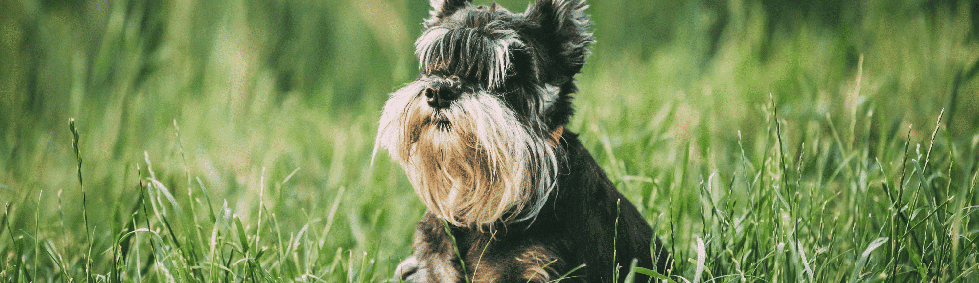 Ein Zwergschnauzer