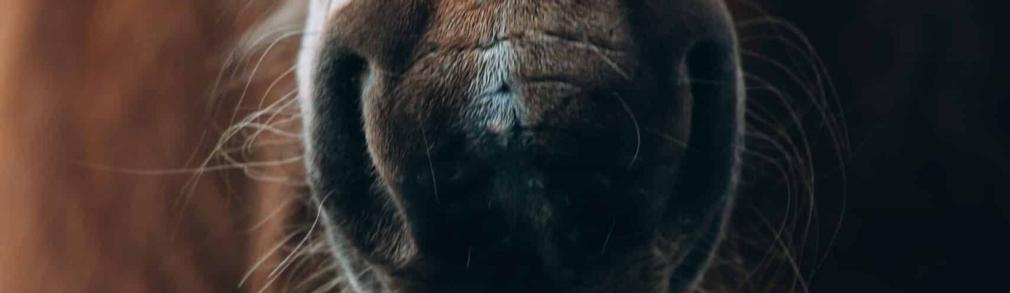 Close-up of bay horse's snout with nostrils and long whiskers