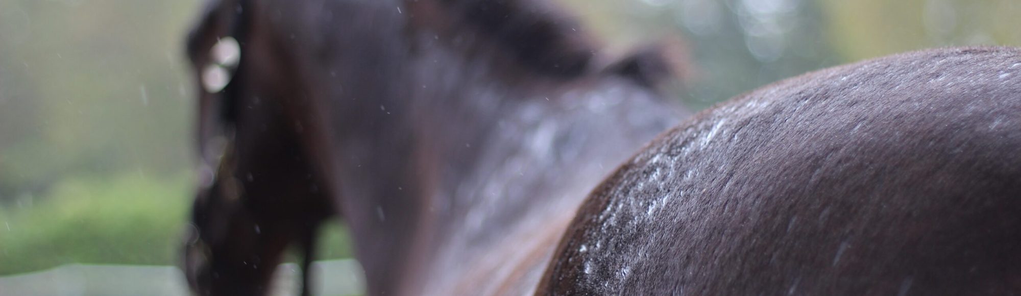 Liver chestnut Warmblood Horse standing in the rain