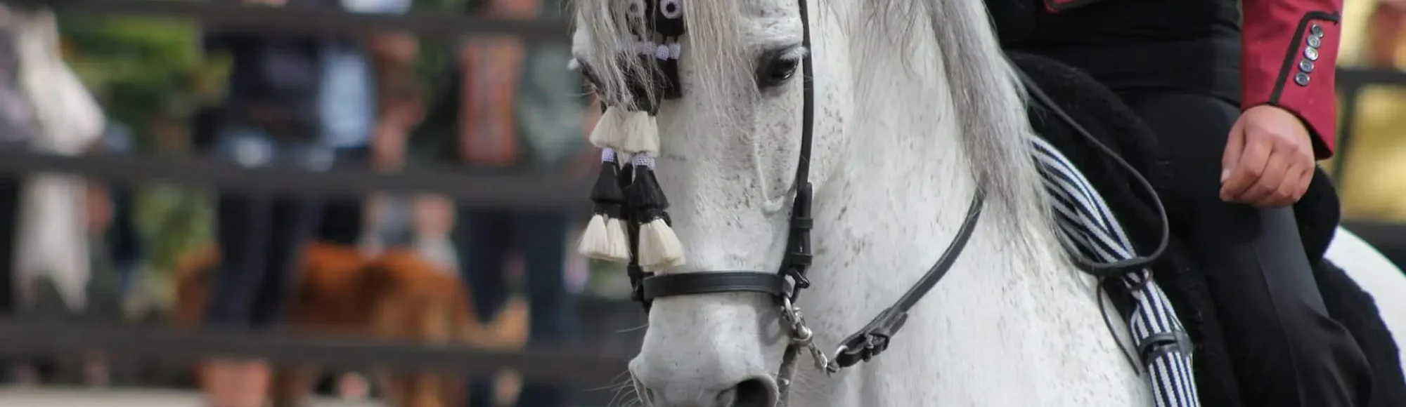 Fleabitten Spanish Horse in working equitation competition