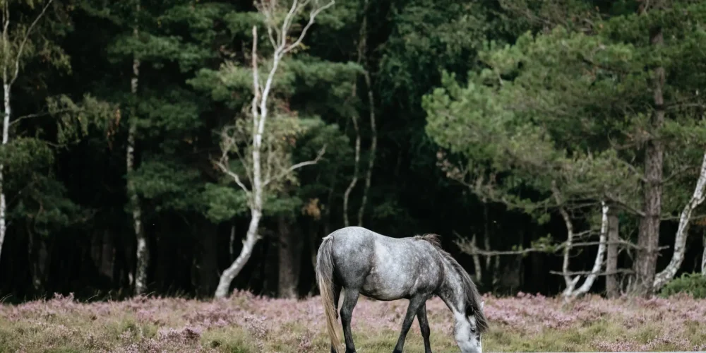 Dapple grey pony grazing surrounded by pink flowers and green grass