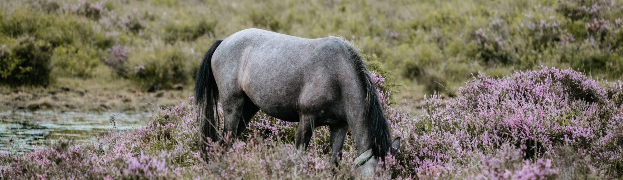 A new forest pony grazing among purple plants in bushy grass region