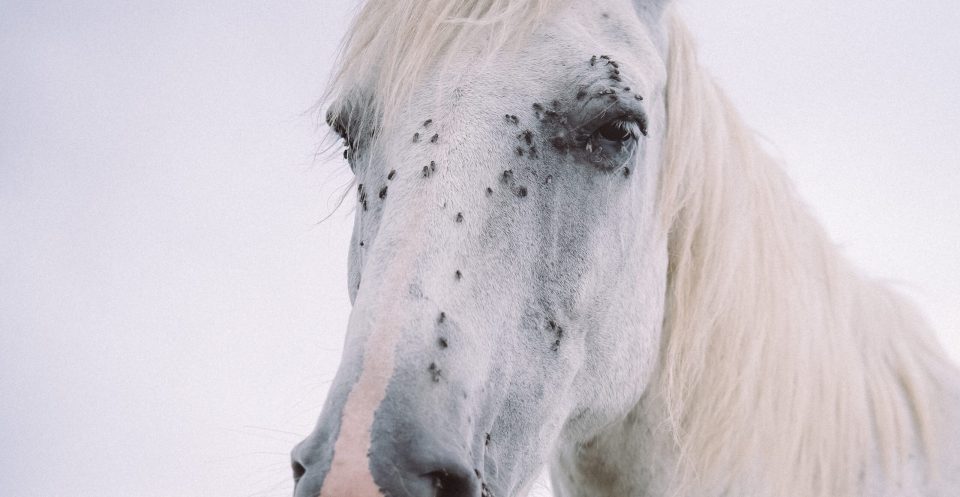 Light Grey horse's head covered in pesky flies around the eyes and nostrils