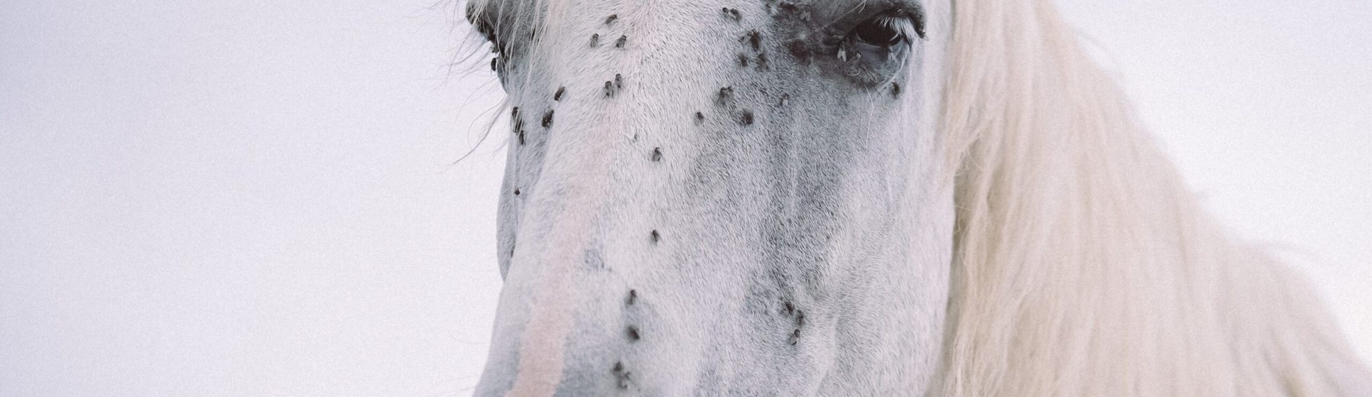 Light Grey horse's head covered in pesky flies around the eyes and nostrils