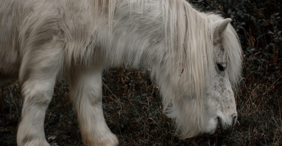 White long haired pony with PPID grazing on grass