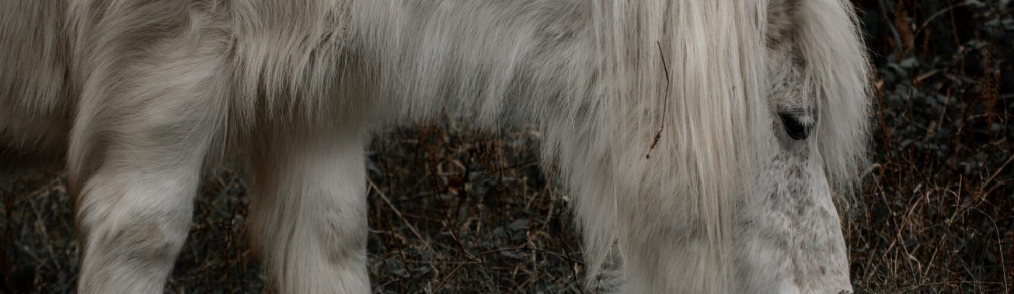 White long haired pony with PPID grazing on grass