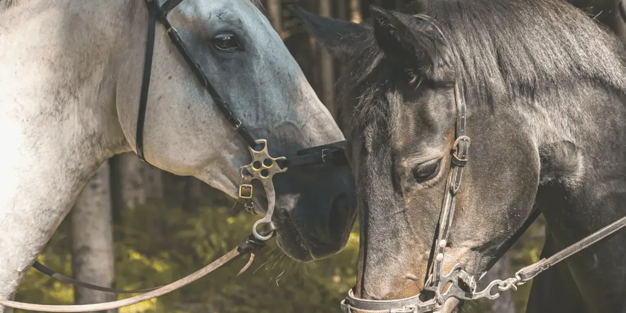 White and brown horses in the woods with hackamores